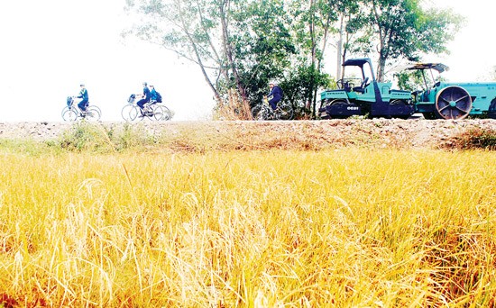 Several rice fields in Ca Mau Province are affected by drought and saltwater intrusion. (Photo: SGGP)